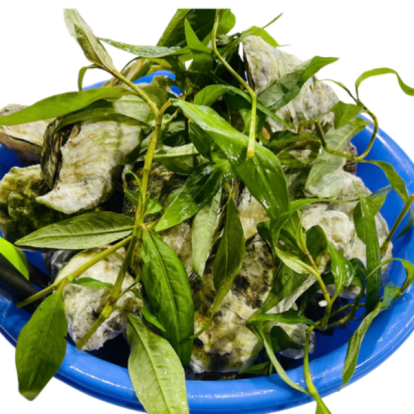 HÀU HẤP